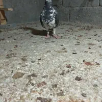 یا ماده سینه سفید فروشی هست قیمت  ۲۲۰۰ هست|پرنده|برازجان, |دیوار