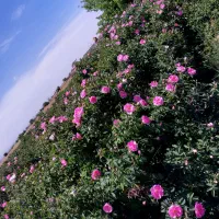 نهال گل محمدی|گل و گیاه طبیعی|مشهد, فرخد|دیوار