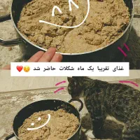 غذای خونگی برای گربه و سگ