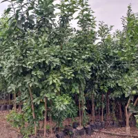 فروش یکجا نهالهای نارنج و پرتقال باردار و بدون بار|خدمات باغبانی و درختکاری|قائم‌شهر, |دیوار