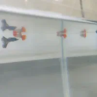 4عدد ماهی گوپی