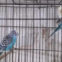 مرع عشق|پرنده|مشکین‌دشت, |دیوار