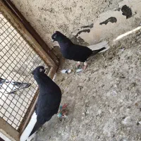 جفت زاغ دم سفید