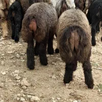 میش و بره پاییزه