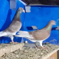 کفترمسافتی پلاکی گابی ونروی مولر