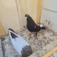 کفتر کلدم کل دم کلدوم همدانی