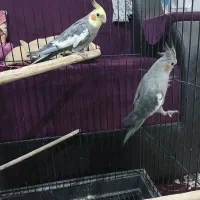 عروس هلندی با قفس|پرنده|تربتحیدریه, قاسم آباد|دیوار