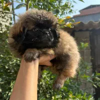 سگ پشمالو|سگ|تهران, منیریه|دیوار