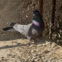 کبوتر اصفهانی