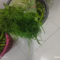 خیار شور ویژه