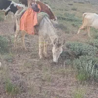 خر فروشی ماده