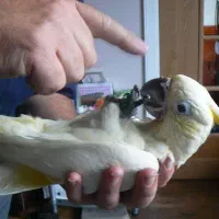 ملنگو کاسکو کاکادو خورشیدی شاهطوطی عروس