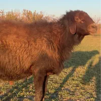 قوچ قزل افشار درجه 1