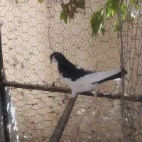 کفتر|پرنده|شیراز, تحویلی|دیوار