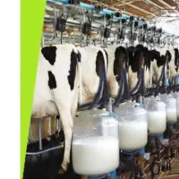 کارگر شیر دوشی با حقوق خیلی خوب