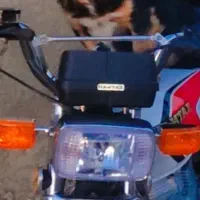 سگ خونگی واکسن خورده