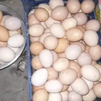 تخم مرغ مرندی اصیل درصد نطفه بالا