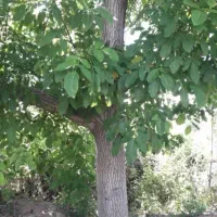 باغچه خیلی زیبا و بارده در روستای جمال آباد ارومیه