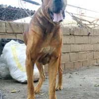 سگ گم شده.|سگ|گنبد کاووس, |دیوار