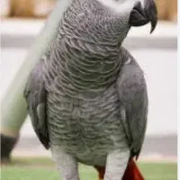 عروس هلندی پیدا کردم نسیم شهر