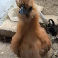 جوجه ابریشمی|حیوانات مزرعه|مشهد, نوغان|دیوار
