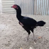 دوتا مرغ نصل خوب|حیوانات مزرعه|کنارک, |دیوار