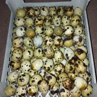 تخم بلدرچین خوراکی|خوردنی و آشامیدنی|شیراز, بازار|دیوار