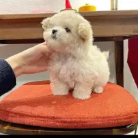 توله‌های پودل عروسکی|سگ|شیراز, دکتر حسابی|دیوار