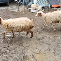 گوسفند ماده