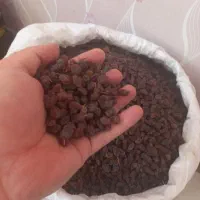 کشمش آفتابی|خوردنی و آشامیدنی|قزوین, |دیوار