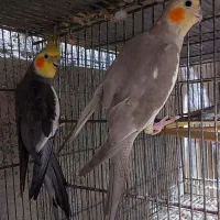 عروس هلندی|پرنده|رامسر, |دیوار