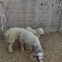 بره نر|حیوانات مزرعه|شیراز, رحمت‌آباد|دیوار