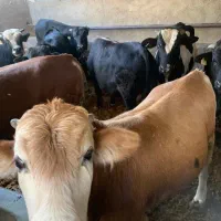 فروش گوساله|حیوانات مزرعه|تهران, مشیریه|دیوار