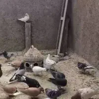 کبوتر پلاکی|پرنده|شیراز, شهرک مهدیآباد|دیوار