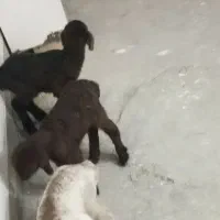 بره ماده شیری|حیوانات مزرعه|بجنورد, |دیوار