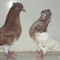 کبوتر