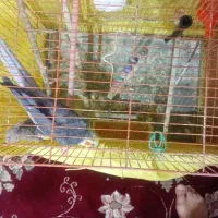دوعدد عروس هلندی