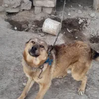 سگ نگهبان|سگ|فیروزه, |دیوار