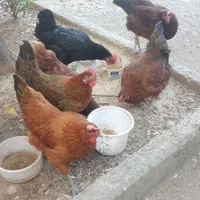 مرغ تخم گذار