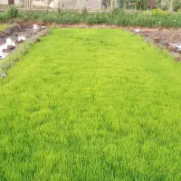 نشا|گل و گیاه طبیعی|میانه, |دیوار