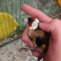 سهره نر کله گاوی