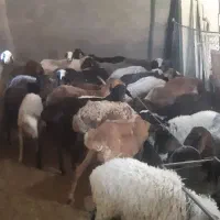میش موقعیت تفت