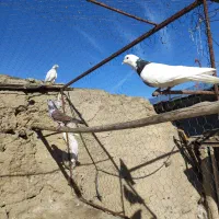 کفتر طوقی|پرنده|جوکار, |دیوار