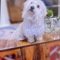 فروش توله سگ نر