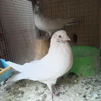 یجفت نروماده کله ای|پرنده|اصفهان, شاهد|دیوار