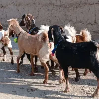 بز پاکستانی زاییده|حیوانات مزرعه|کاشمر, |دیوار