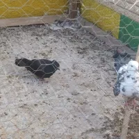 کفتر کبوتر|پرنده|فلاورجان, |دیوار