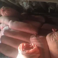 کاه دیم گندم ، درجه یک|لوازم جانبی حیوانات|صالح آباد (خراسان), |دیوار