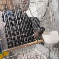 مرغ مینا سخنگو|پرنده|شیراز, دوکوهک|دیوار