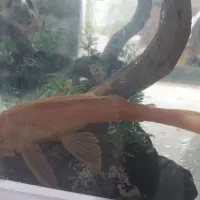 فروش آکواریوم|ماهی|شیراز, ریاستی|دیوار